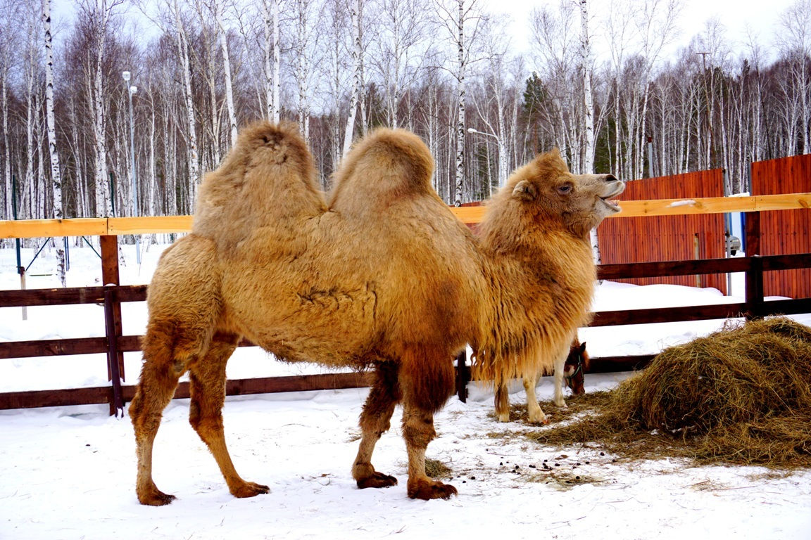 В контактном зоопарке «Заповедника» появилась верблюдица №2