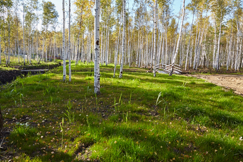 Заповедная жизнь — недалеко от вас №1