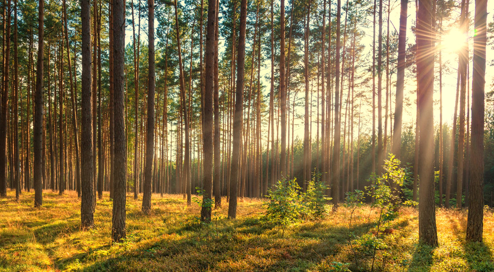 Что люди хотят получить от жизни за городом? №7