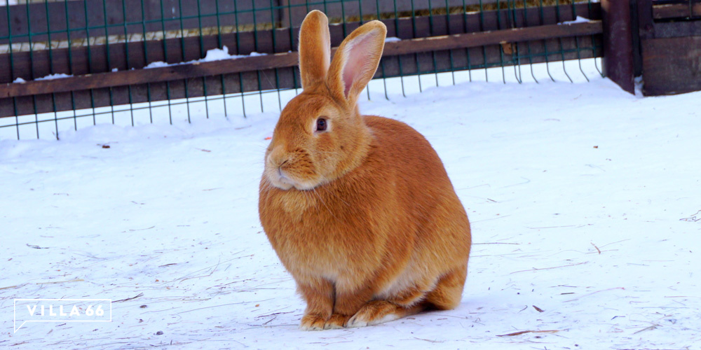 Контактный зоопарк коттеджного поселка "Заповедник" №7