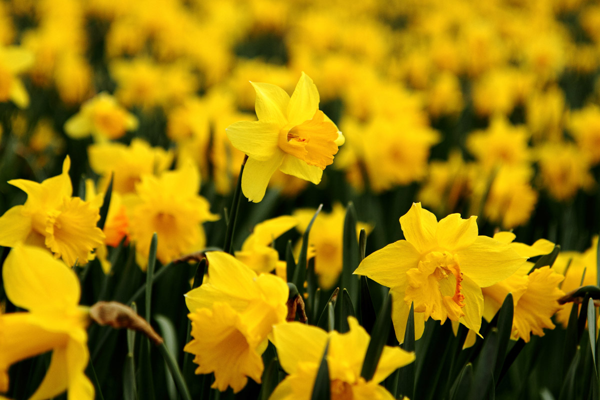 Красивые и неприхотливые цветы для уральского климата №5