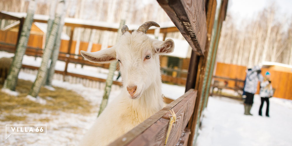 Контактный зоопарк коттеджного поселка "Заповедник" №5