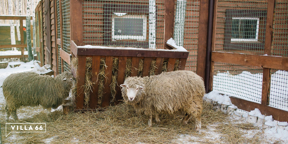 Контактный зоопарк коттеджного поселка "Заповедник" №6