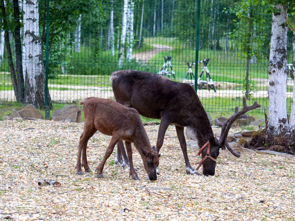 Пополнение в семействе северных оленей №1
