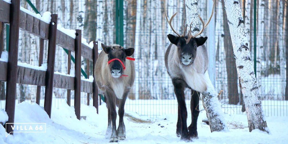 Контактный зоопарк коттеджного поселка "Заповедник" №3