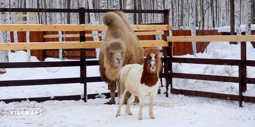 Контактный зоопарк коттеджного поселка "Заповедник" №2