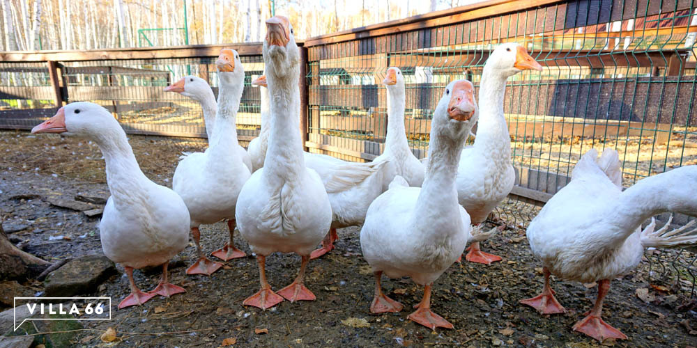 Контактный зоопарк коттеджного поселка "Заповедник" №9