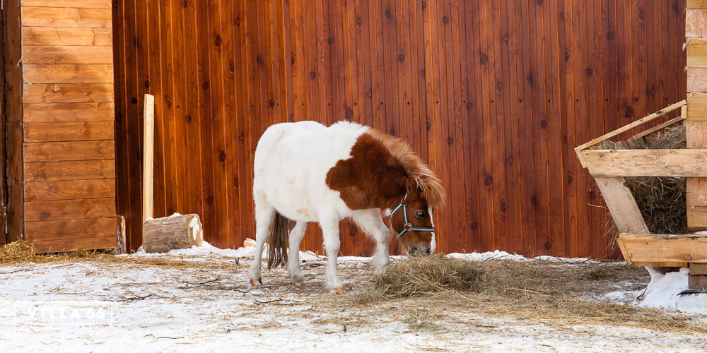 Контактный зоопарк коттеджного поселка "Заповедник" №1