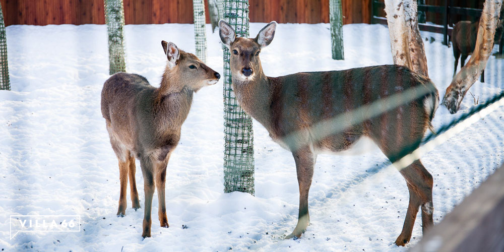 Контактный зоопарк коттеджного поселка "Заповедник" №4