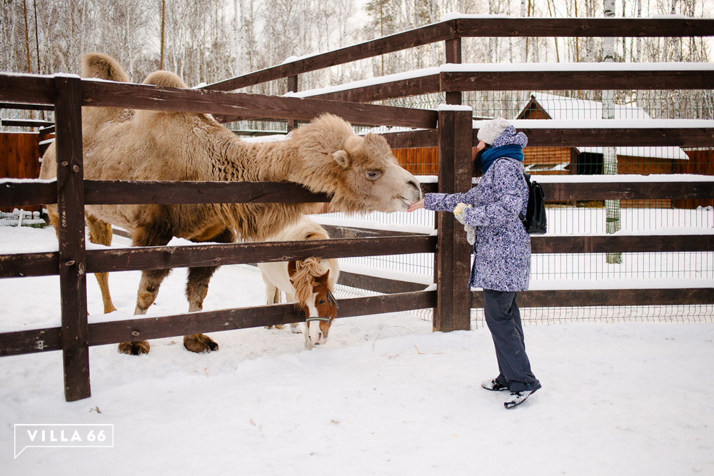 Новый житель нашего зоопарка №2