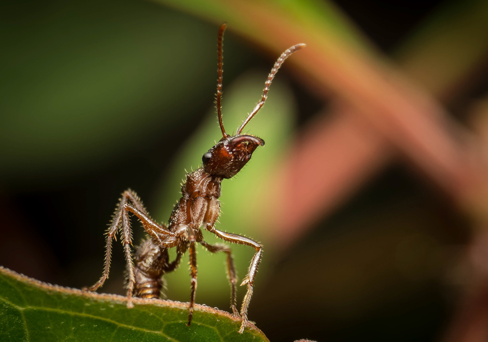 Первая помощь при укусе насекомых №2