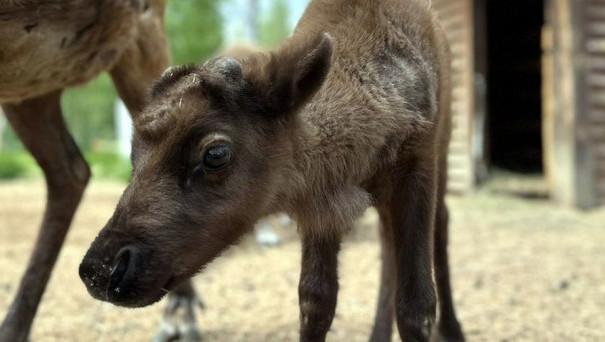 Пополнение в зоопарке коттеджного посёлка «Заповедник»