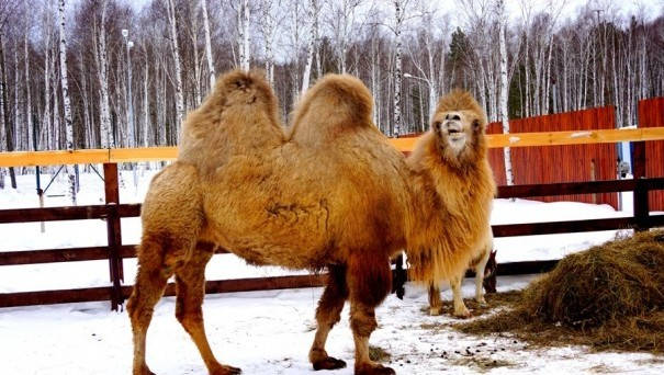 В контактном зоопарке «Заповедника» появилась верблюдица