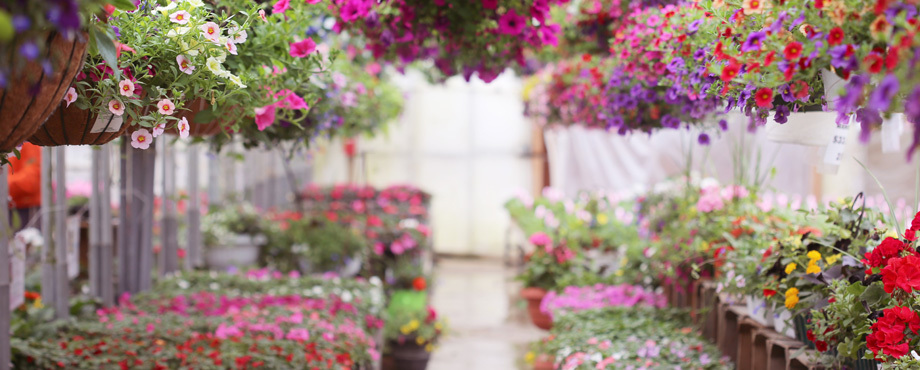 Райские кущи круглый год: как сделать у себя зимний сад | FORUMHOUSE | Дзен