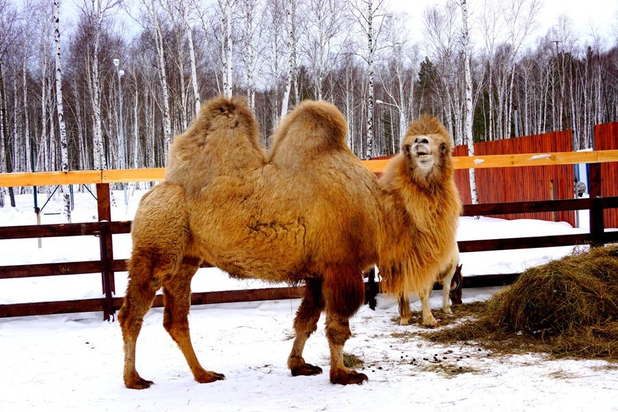 В контактном зоопарке «Заповедника» появилась верблюдица