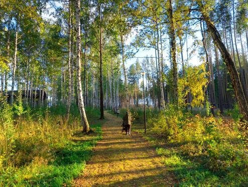 Аллея в коттеджном поселке 