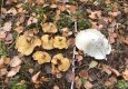 Грибная пора в "Заповеднике" - Сентябрь 2016 - вид №4