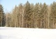 Заповедник в январе 17.01.2016 - вид №1