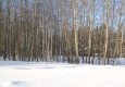 Заповедник в январе 17.01.2016 - вид №3