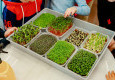 Мастер-класс «Микрозелень: сеем сами» - вид №45