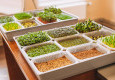 Мастер-класс «Микрозелень: сеем сами» - вид №2