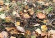 Грибная пора в "Заповеднике" - Сентябрь 2016 - вид №3