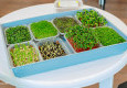 Мастер-класс «Микрозелень: сеем сами» - вид №37