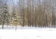 Заповедник в январе 17.01.2016 - вид №2