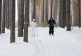 В «Заповеднике» прошла «Лыжня России - 2020» - вид №6