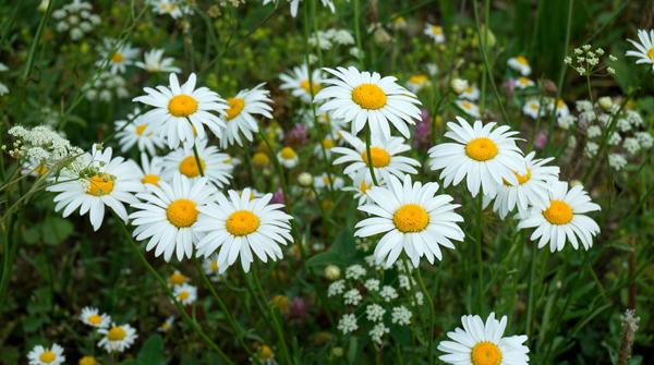 Лето в коттеджном поселке "Заповедник" - июль 2018 - вид №1