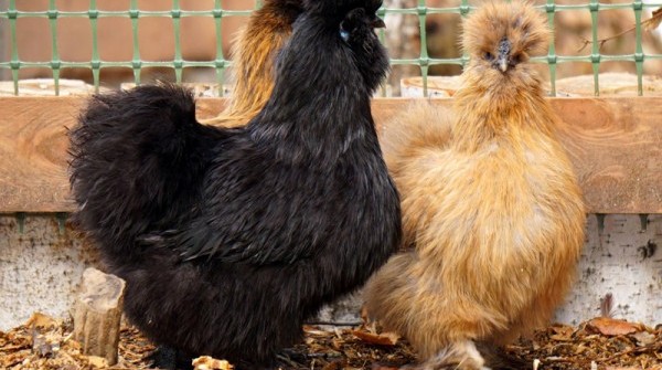 Зоопарк в Заповеднике - вид №1