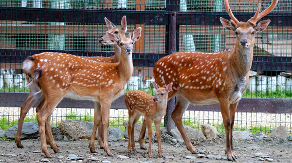 Пополнение в зоопарке коттеджного поселка "Заповедник" - июль 2018 - вид №1
