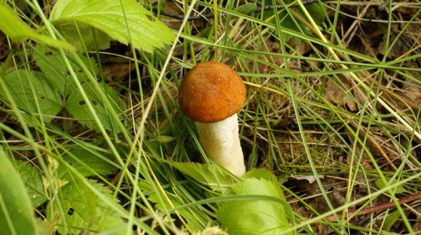 Заповедник 23.07.2015 - вид №1