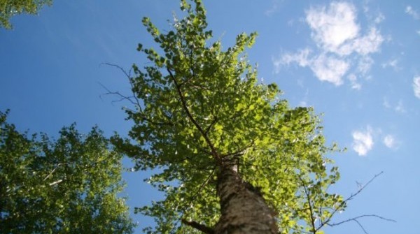 Прекрасное лето в коттеджном поселке Лукоморье - вид №1