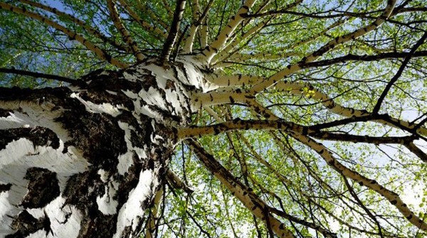 Заповедник 06.05.2015 - вид №1