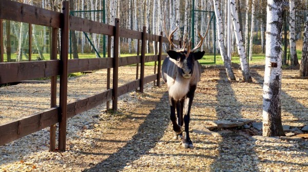 Осень в "Заповеднике" - октябрь 2017 - вид №1