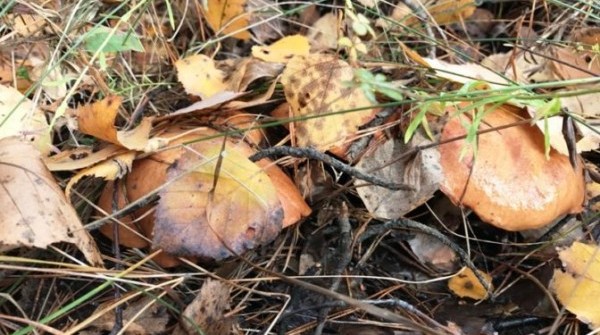 Грибная пора в "Заповеднике" - Сентябрь 2016 - вид №1