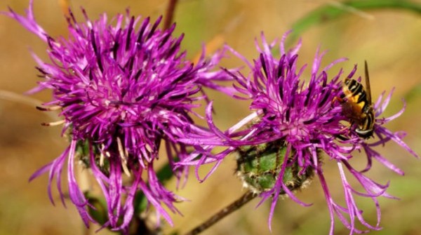 Заповедник 29.09.2015 - вид №1