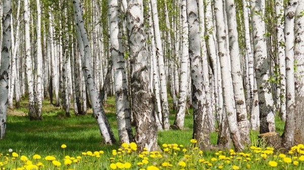 Коттеджный поселок "Заповедник" - выбор есть всегда! - вид №1
