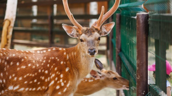 Контактный зоопарк коттеджного поселка "Заповедник" - июнь 2018 - вид №1