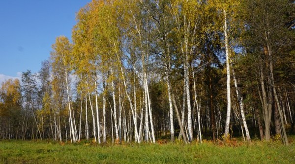 Заповедник 02.09.2015 - вид №1