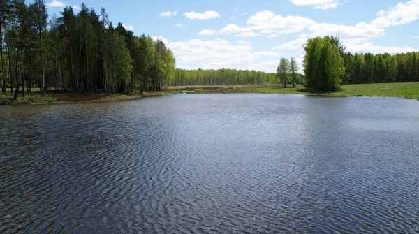 Запуск рыбы в  пруд "Заповедника" - май 2017 - вид №1