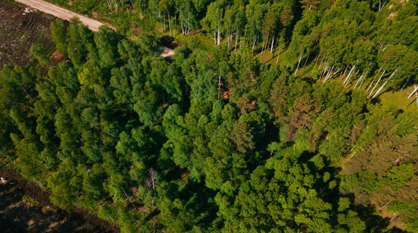 Поселок "Лисий лес" - июнь 2018 - вид №1