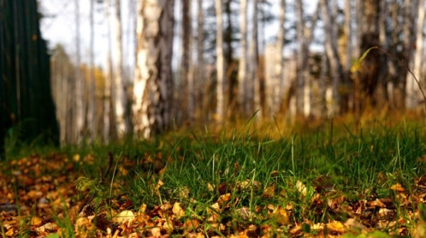 Золотая Осень в Заповеднике 14.09.2015 - вид №1