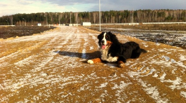 Алые паруса 27.10.2013 - вид №1