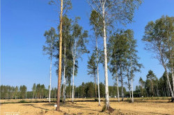 Участок № 48 в поселке Аист, площадь 11.85 соток
