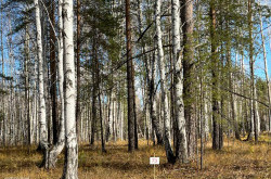 Участок № 73 в поселке Агат, площадь 13.93 соток