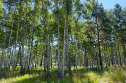 Участок № 3 в поселке Агат, площадь 15.01 соток