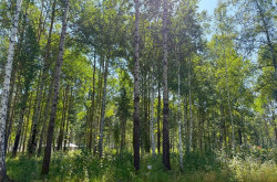 Участок № 5 в поселке Агат, площадь 15.00 соток