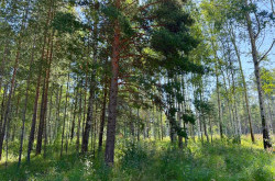 Участок № 7 в поселке Агат, площадь 15.00 соток